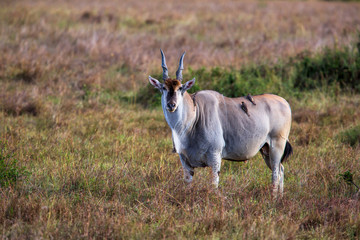 Fototapeta premium common eland, eland antilope ( Taurotragus oryx) bull on the savannah of the Masai Mara National Park in Kenya
