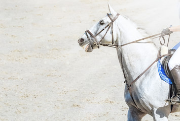 Horse and rider in light uniform performing jump at show jumping competition. Beautiful white horse...