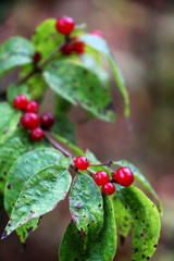 red berries and green leaves