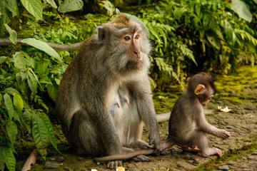 A mother and her son at the Monkey Temple in Ubud, Bali. Indonesia