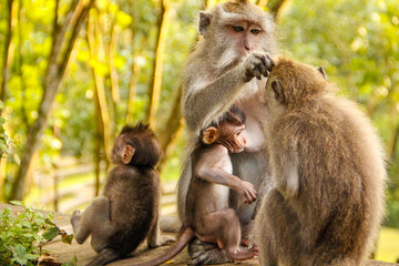 A family of monkeys cleaning at the Monkey Temple in Ubud, Bali. Indonesia