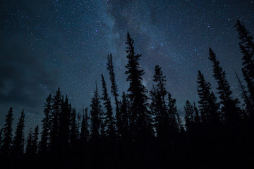 Blue Night Sky Stars And Milky Way With Towering Pine Trees - obrazy, fototapety, plakaty