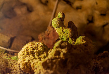 Small rock formation at a cave, resembling some little creature. Grotto interior.