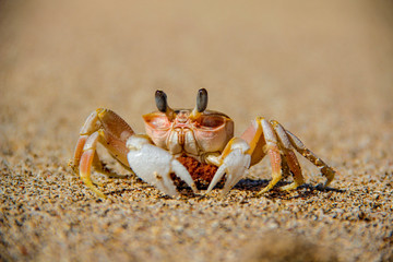 A nice crab on the beaches of Kuta, Lombok