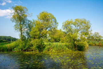 Pond in a rural landscape