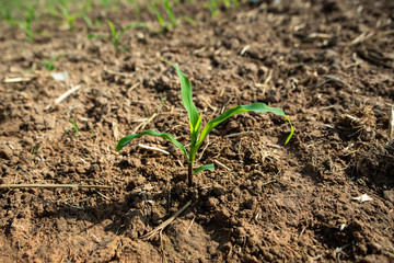 Planting corn seedlings on the ground / Economic crops for animal husbandry