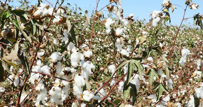 Quick panoraming a field of the ripe cotton under a blue sky