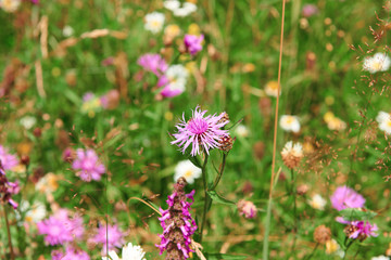 closeup of beautiful wildflowers on bright meadow, summer landscape, high spruces on hills - travel destination scenic, carpathian mountains
