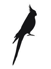 Vector black corella cockatiel parrot silhouette isolated on white background