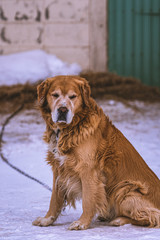  Golden Retriever Sitting On Snow Ground