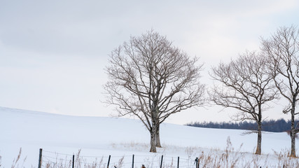 Leafless Tree With Snow Landscape