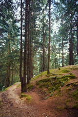 dark forest closeup, beautiful summer landscape, trail goes up the slope - travel destination scenic, carpathian mountains