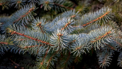 Spruce branch with lush needles close up_