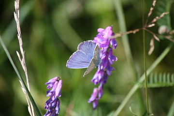 Butterfly Lycaena sitting on flowers close-up.
