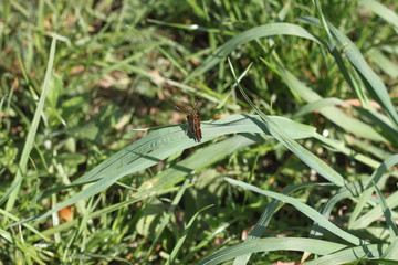 butterfly with folded wings on a stem of grass close-up.