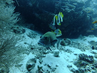 Snubnose grouper (Epinephelus macrospilos) followed by oriental sweetlips (Plectorhinchus vittatus), masked bannerfish (Heniochus monoceros) above, Maldives