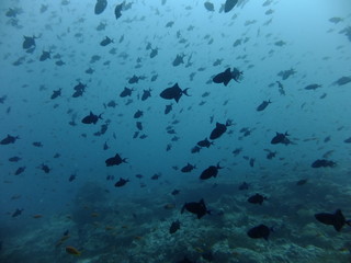 Large shoal of redtooth triggerfish (Odonus niger), Maldives