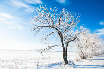 Trees in white hoarfrost against the blue sky in winter sunny day. Beautiful winter landscape.