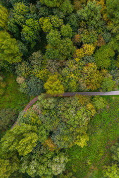 forest trees from above, Drone photography