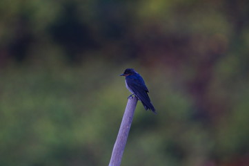 The Asian swallow (Hirundo rustica) is a group of birds chirping from the family Hirundinidae characterized by their adaptation to hunting for food in the air.