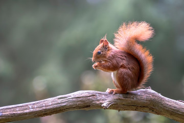 Naklejka na ściany i meble Eurasian red squirrel (Sciurus vulgaris) eating a hazelnut on a branch. Tessenderlo, Belgium. Green bokeh background.