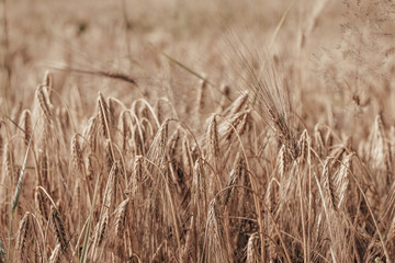 Obraz premium field of wheat