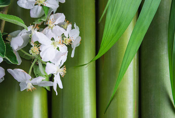 Beautiful natural background. White apple blossom, palm leaf on the green bamboo trunck. Close up