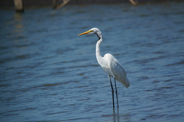 The great egret (Ardea alba) is a species of bird from the family Ardeidae, of the genus Egretta. This bird is a type of fish-eating birds, shrimp that have habitat in mangroves and sand, rice fields.