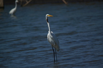 The great egret (Ardea alba) is a species of bird from the family Ardeidae, of the genus Egretta. This bird is a type of fish-eating birds, shrimp that have habitat in mangroves and sand, rice fields.
