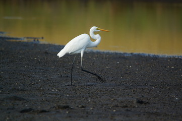 The great egret (Ardea alba) is a species of bird from the family Ardeidae, of the genus Egretta. This bird is a type of fish-eating birds, shrimp that have habitat in mangroves and sand, rice fields.