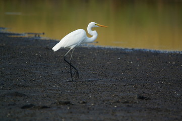 The great egret (Ardea alba) is a species of bird from the family Ardeidae, of the genus Egretta. This bird is a type of fish-eating birds, shrimp that have habitat in mangroves and sand, rice fields.