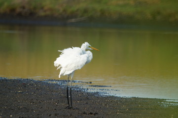 The great egret (Ardea alba) is a species of bird from the family Ardeidae, of the genus Egretta....
