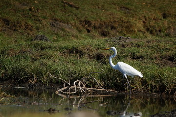 The great egret (Ardea alba) is a species of bird from the family Ardeidae, of the genus Egretta. This bird is a type of fish-eating birds, shrimp that have habitat in mangroves and sand, rice fields.