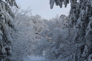 Beautiful winter landscape with snow covered trees