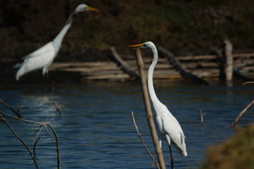 The great egret (Ardea alba) is a species of bird from the family Ardeidae, of the genus Egretta. This bird is a type of fish-eating birds, shrimp that have habitat in mangroves and sand, rice fields.