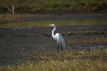 The great egret (Ardea alba) is a species of bird from the family Ardeidae, of the genus Egretta. This bird is a type of fish-eating birds, shrimp that have habitat in mangroves and sand, rice fields.