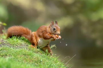 Naklejka na ściany i meble squirrel (Sciurus vulgaris) eats a nut on the waterfront