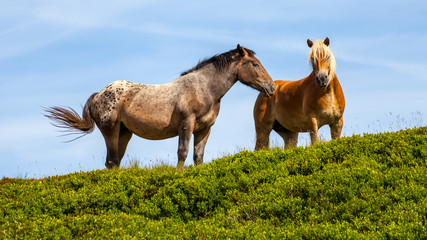 Pferde in den Bergen