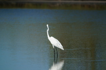 The great egret (Ardea alba) is a species of bird from the family Ardeidae, of the genus Egretta. This bird is a type of fish-eating birds, shrimp that have habitat in mangroves and sand, rice fields.