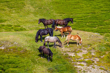Pferde in den Bergen