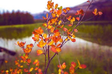 Fototapeta na wymiar Colorful Fall Leaves At Autumn Lake