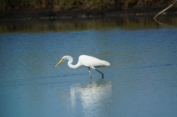 The great egret (Ardea alba) is a species of bird from the family Ardeidae, of the genus Egretta. This bird is a type of fish-eating birds, shrimp that have habitat in mangroves and sand, rice fields.