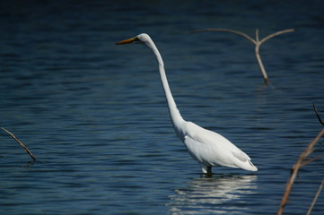 The great egret (Ardea alba) is a species of bird from the family Ardeidae, of the genus Egretta. This bird is a type of fish-eating birds, shrimp that have habitat in mangroves and sand, rice fields.