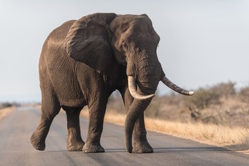 Elephant walking on the road