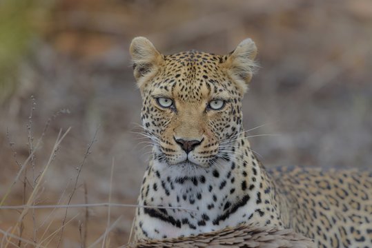 Closeup shot of a cheetah looking at the camera