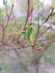 branch of a tree in spring