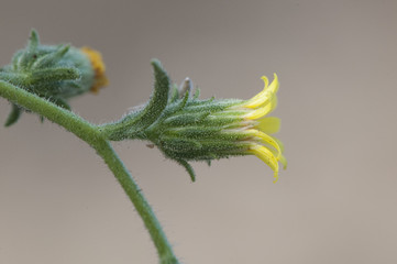 Dittrichia graveolens stinkwort stinkweed Khaki weed pretty medicinal flower with yellow flowers and sticky stems