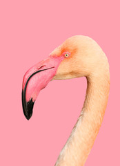 Beautiful pink flamingo on a pink background, portrait of a bird © Diana Badmaeva