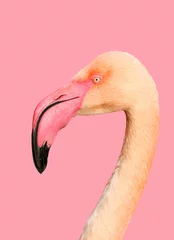 Poster Beautiful pink flamingo on a pink background, portrait of a bird © Diana Badmaeva