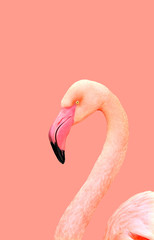 Beautiful pink flamingo on a pink background, portrait of a bird